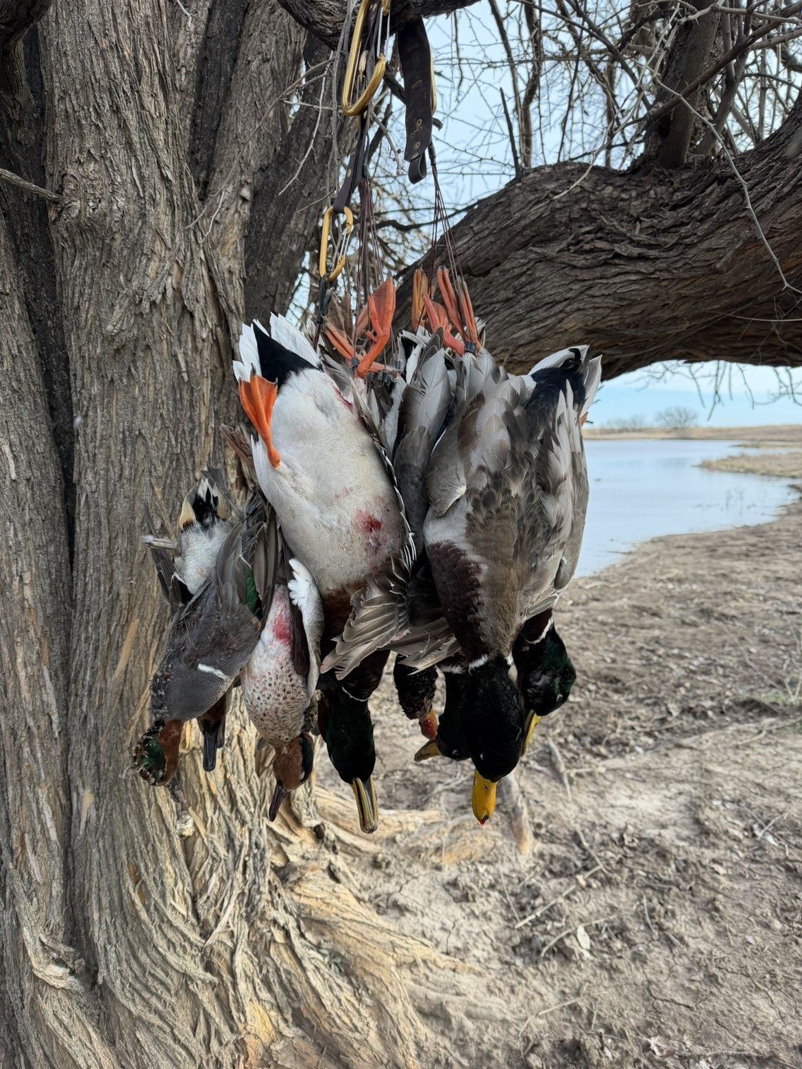 Kansas waterfowl morning